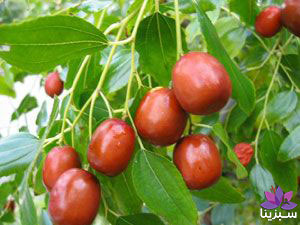 خواص عناب تازه خواص عناب تازه