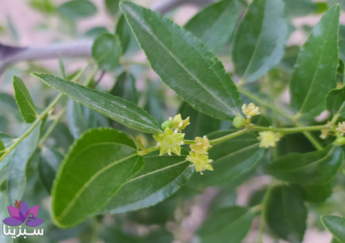 شکوفه درخت عناب شکوفه درخت عناب
