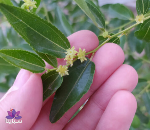 شکوفه درخت عناب درخت عناب