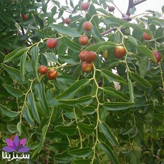 عناب تازه روی درخت عناب تازه روی درخت